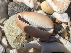 Monetaria caputserpentis