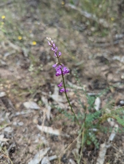 Swainsona microphylla