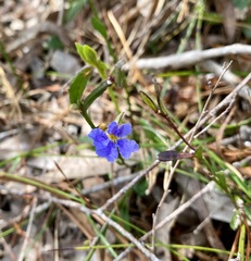 Dampiera stricta