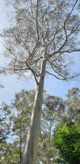 Eucalyptus viminalis viminalis