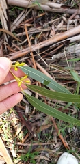 Eucalyptus viminalis viminalis