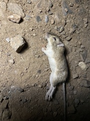 Rodentia