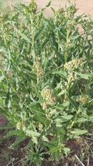 Xysmalobium undulatum