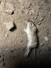 Rodentia