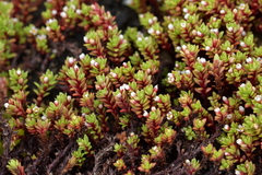 Crassula moschata