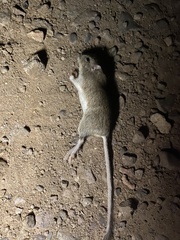 Rodentia