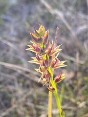 Prasophyllum appendiculatum