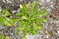 Lepidium rekohuense
