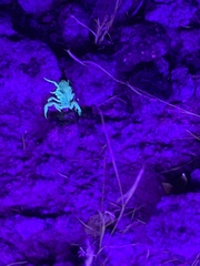 Paravaejovis spinigerus