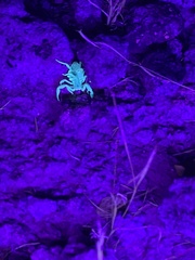 Paravaejovis spinigerus