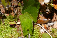 Hymenophyllum nephrophyllum