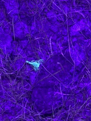 Paravaejovis spinigerus