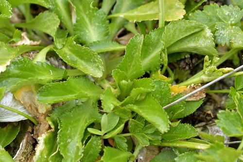 Image of Chatham Islands Scurvy Grass (Lepidium rekohuense) by (c) Christopher Stephens, some rights reserved (CC BY-SA)