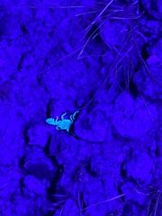 Paravaejovis spinigerus