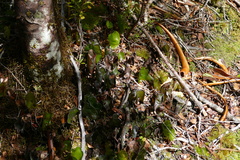Hymenophyllum nephrophyllum