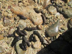 Polycheira rufescens