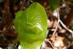 Hymenophyllum nephrophyllum