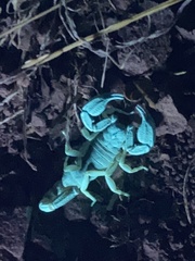 Uroctonus mordax