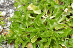 Lepidium rekohuense