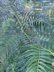 Acacia filicifolia