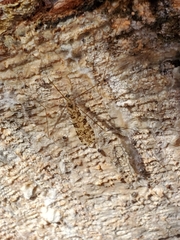 Limonia annulata