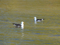 Larus fuscus