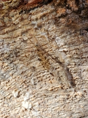 Limonia annulata