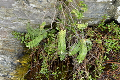 Veronica chathamica
