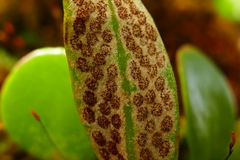 Pyrrosia eleagnifolia