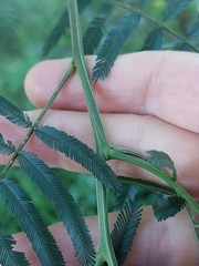 Acacia filicifolia