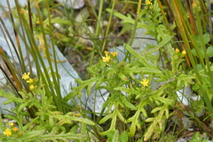 Senecio lautus