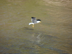 Larus fuscus