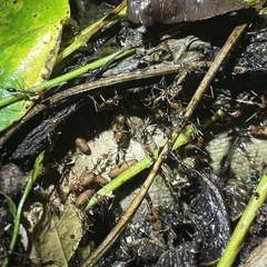 Anochetus emarginatus