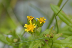 Senecio lautus