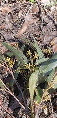 Eucalyptus obliqua