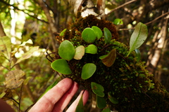 Pyrrosia eleagnifolia