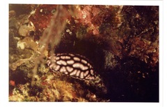 Phyllidiella pustulosa