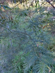 Acacia filicifolia
