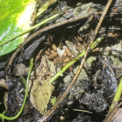 Anochetus emarginatus