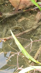 Trichopodus trichopterus