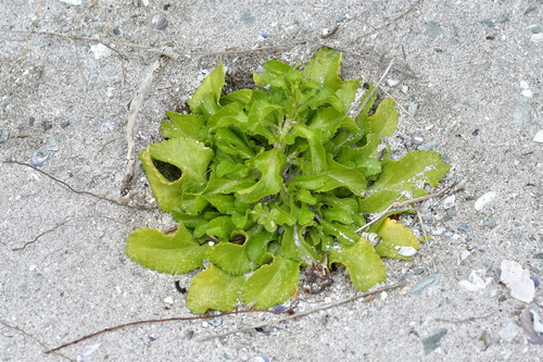 Image of Chatham Islands Scurvy Grass (Lepidium rekohuense) by (c) Christopher Stephens, some rights reserved (CC BY-SA)