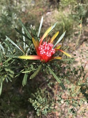 Lambertia formosa