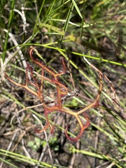 Drosera binata
