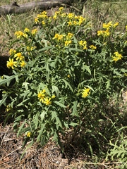 Senecio eremophilus