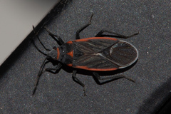 Melacoryphus lateralis