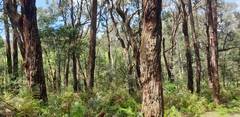 Eucalyptus obliqua