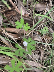 Geranium potentilloides