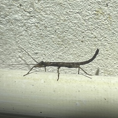 Creoxylus