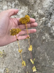 Flaveria chlorifolia