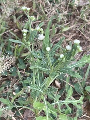 Parthenium hysterophorus